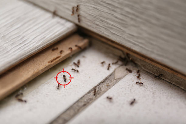 Best Termite Control Services  in Blackhawk, SD