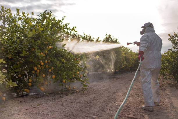 Best Affordable Pest Control Services  in Blackhawk, SD