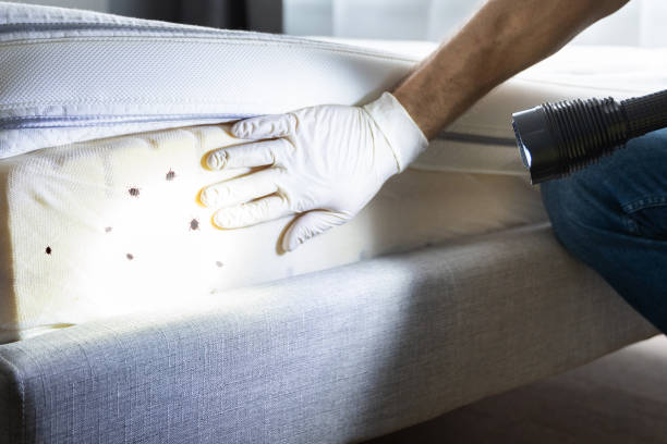 Best Cockroach Control Services  in Blackhawk, SD