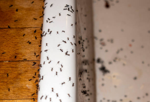 Professional Pest Control in Blackhawk, SD
