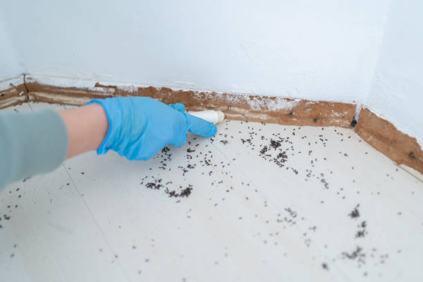 Best Mosquito Control Services  in Blackhawk, SD